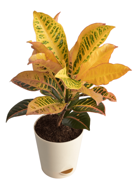 plant